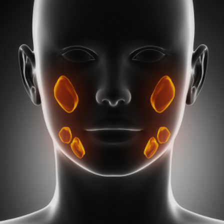 Vectorized image of the salivary glands.