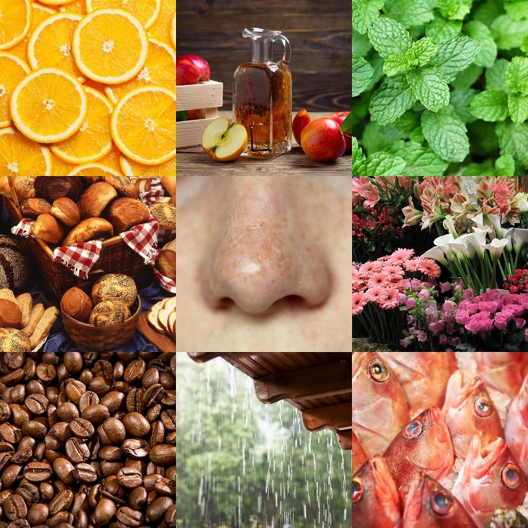 A 3x3 grid collage; from left to right: sliced oranges, apple cider vinegar, mint leaves, baked bread, human nose, flowers, coffee beans, rain, fish.