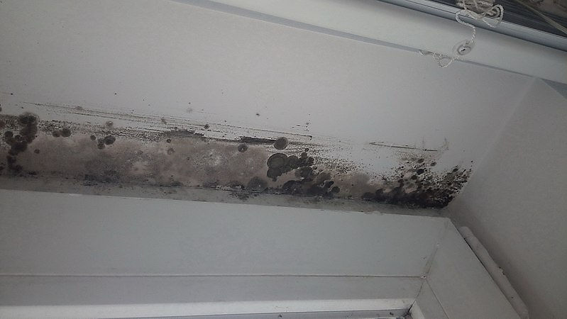  Indoor mold on the head jamb of the inner window in multi storey building. The mold grew during winter.