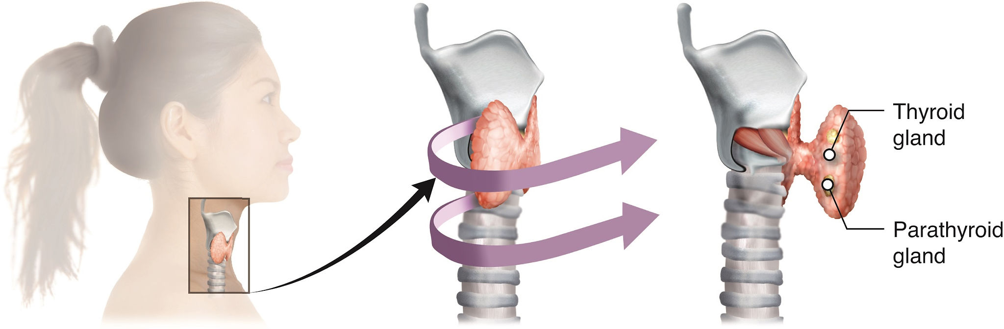 "KnowledgeWorks - Drawing Location of the parathyroid glands - English labels" by KnowledgeWorks Global Ltd., license: CC BY