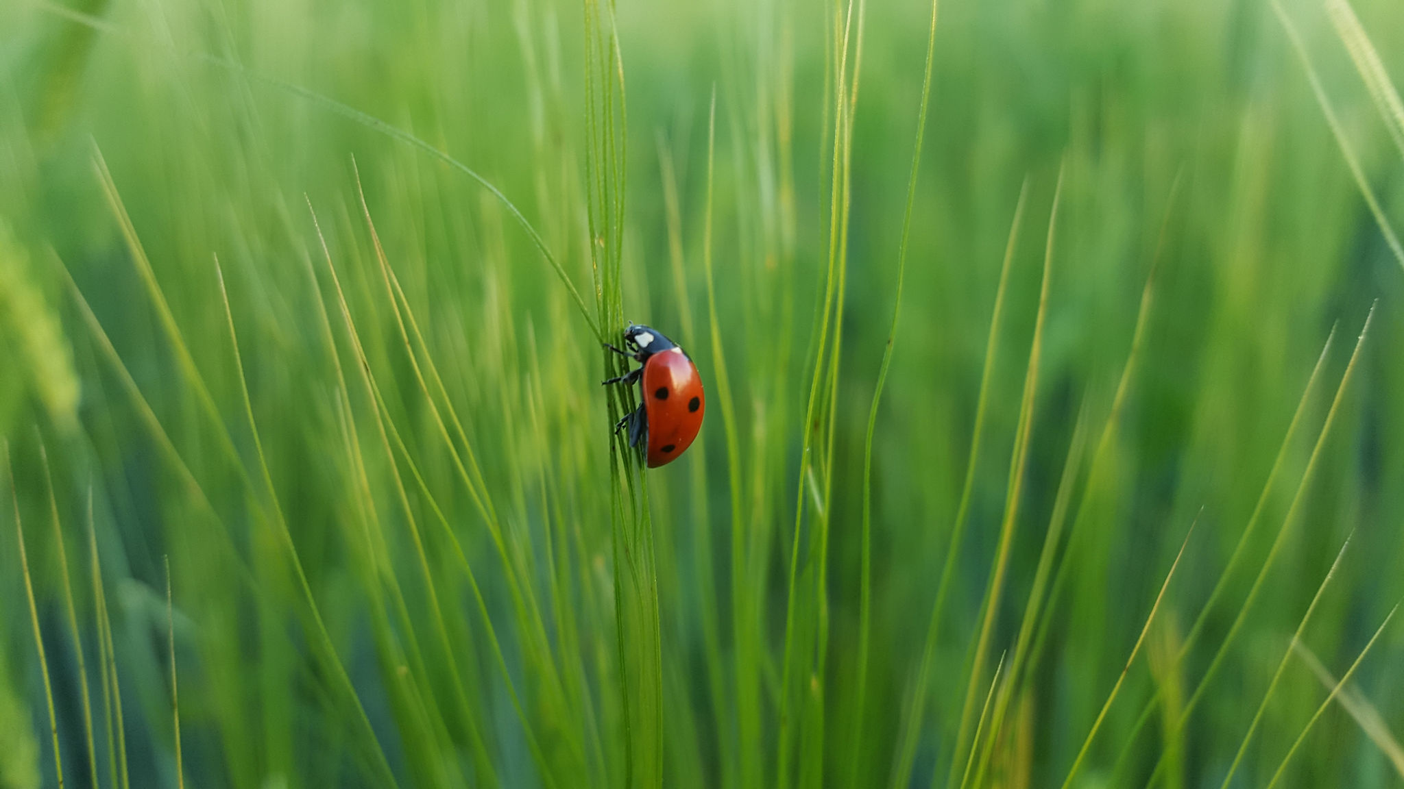 Ladybug on a blade of grass