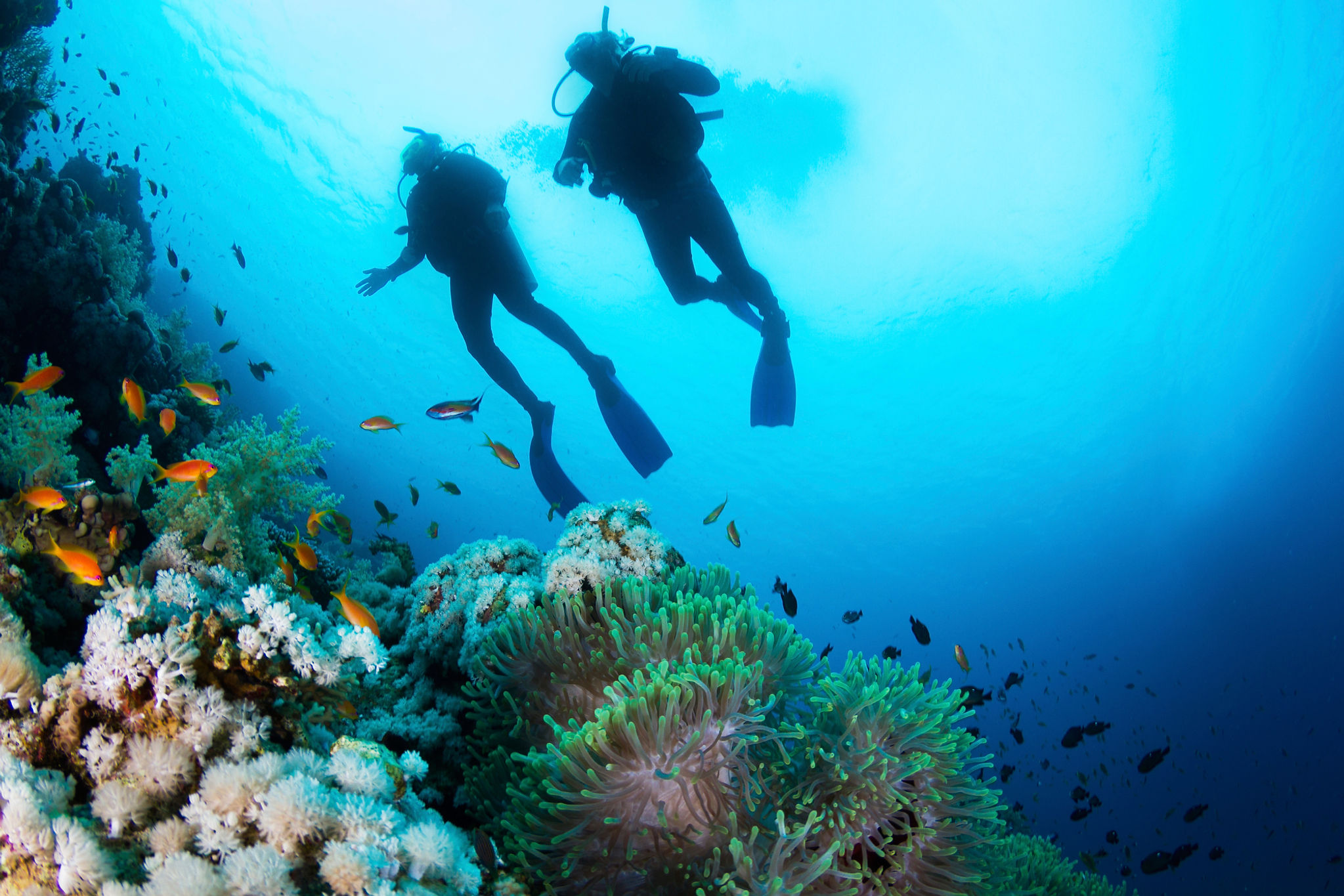 Scuba divers exploring coral reefs.