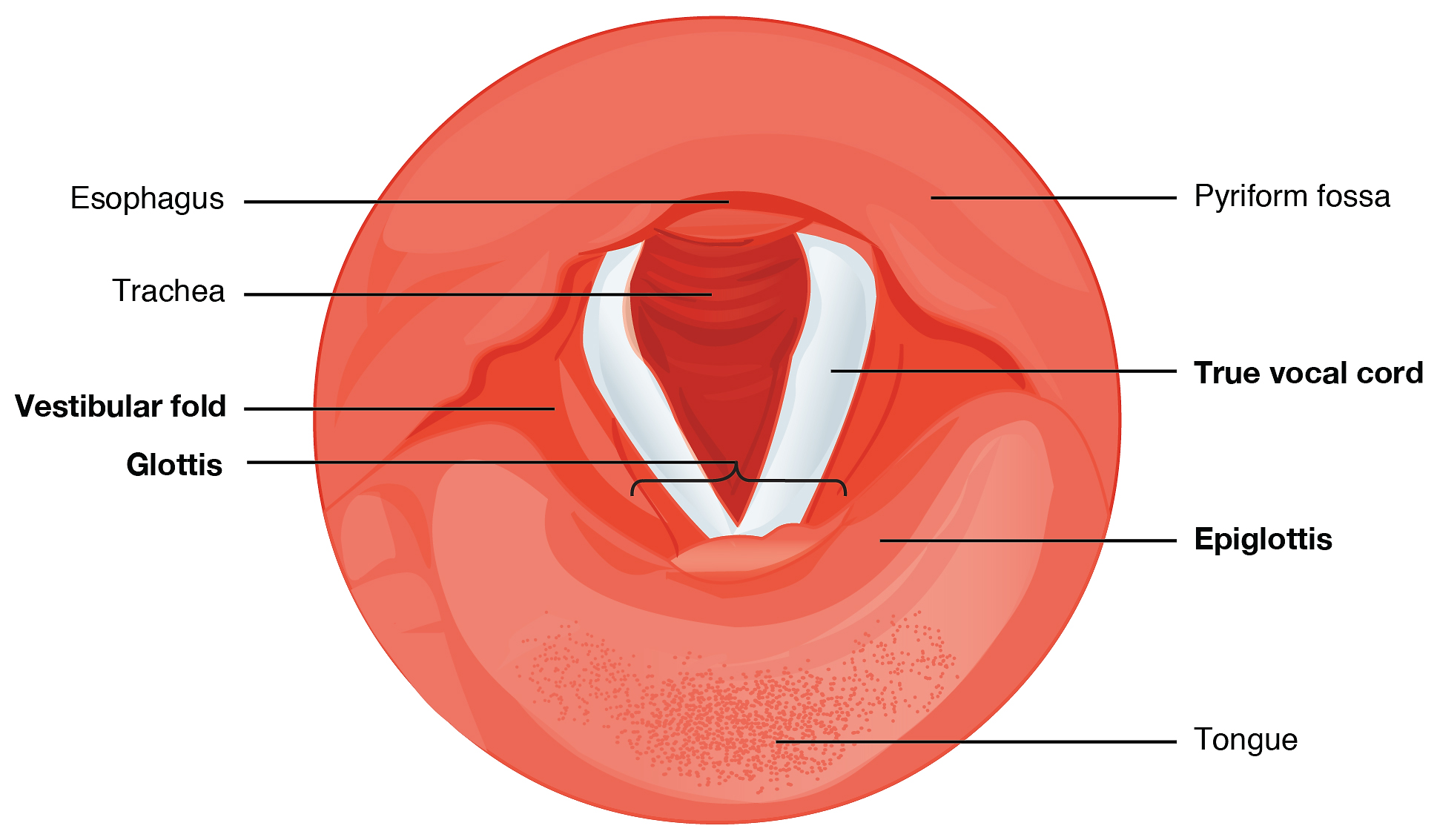 Illustrated Diagram of the Larynx